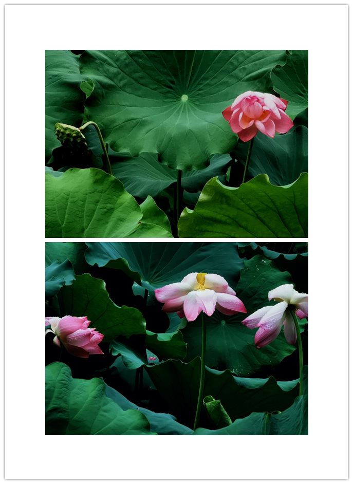 威廉希尔中文官网