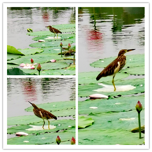 威廉希尔中文官网